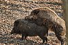 Sanglier_Mars2019__28c29Jean-MarcJANSEN_J85_4633_800px.jpg