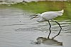 Sefosses_mai2018_28c29Jean-MarcJANSEN_J85_1573800px.jpg