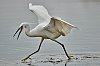 Sefosses_mai2018_28c29Jean-MarcJANSEN_J85_1709800px.jpg