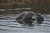 Shetland2014-JMJ_1742-800px.jpg