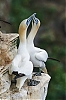Shetland2014-JMJ_2020-800px.jpg