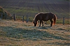 Shetland2014-JMJ_2395-800px.jpg