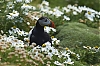 Shetland2014-_JMJ6616-800px.jpg