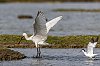 Teich_avril2022_JZ9_2810-NEF_DxO_DeepPRIME_800px.jpg