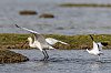 Teich_avril2022_JZ9_2811-NEF_DxO_DeepPRIME_800px.jpg