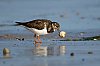 Tournepierre_23janvier2023_JZ9_9485_860.jpg