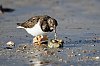 Tournepierre_23janvier2023_JZ9_9779_860.jpg