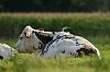 Vache800px_JSN_514728c29Jean-Marc_JANSEN.jpg