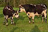 VacheNormande_JSN_5514corr28c29Jean-Marc_JANSEN1600px.jpg