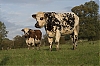 Vachenovembre2012-1.jpg