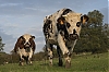 Vachenovembre2012-2.jpg