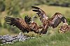 VautoursFauvesCevennes_mai2018_28c29Jean-MarcJANSEN_J85_12818025800px.jpg