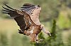 VautoursFauvesCevennes_mai2018_V128c29Jean-MarcJANSEN_J85_12928025800px.jpg
