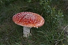 VosgesAout2014-Vosges2014-JMJ_2490.jpg