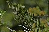 VosgesAout2014-Vosges2014-JMJ_2507.jpg