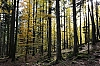 Vossges-5.jpg