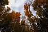 Vossges-7.jpg