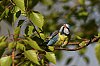 apppeldumaleD5J_0071_1.jpg