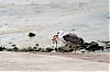 atable1.jpg