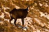 chamois-0653.jpg
