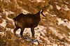 chamois-0656.jpg