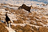 chamois-0675.jpg