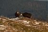 chamois-0721.jpg