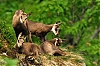chamois1.jpg