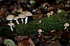 champignons1509.jpg