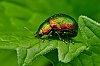 macro_aout2021_28c29Jean-MarcJANSEN__JZ71075-_800px.jpg