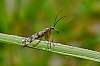 macro_aout2021_28c29Jean-MarcJANSEN__JZ71097_800px.jpg