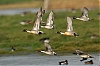 pilet-01.jpg