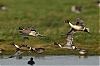 pilet-02.jpg