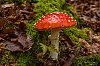 pyreneesOctobre201928c29Jean-MarcJANSEN_B0000108_2000px.jpg
