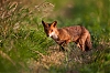 renard-0881r.jpg