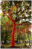 L_arbre_a_reve_2.jpg