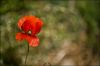 coquelicot-1.jpg