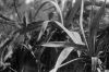 XMN0410-TRIX002.jpg