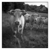 Bande_de_vaches.jpg