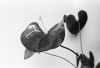 Fleur_001.jpg