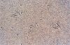 Plage_01.jpg