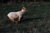 AGNUS-.jpg
