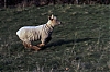 Agnus1-.jpg