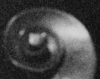 Roy-detail.jpg