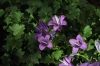 aujardin1-.jpg