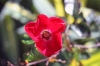 aujardin3-.jpg