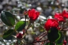 aujardin4-.jpg