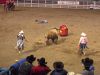 bull-4.jpg