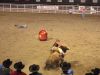 bull1-.jpg