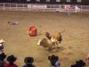 bull2-.jpg